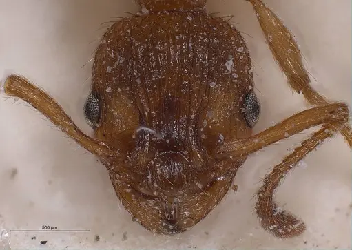 Myrmica spinosior - ANTWEB1008459