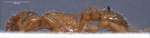 Myrmica spinosior - ANTWEB1008459