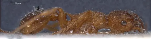 Myrmica spinosior - ANTWEB1008459