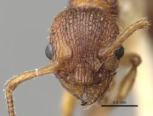 Myrmica spinosior - CASENT0280840