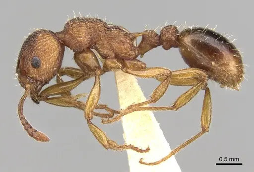 Myrmica spinosior - CASENT0280840