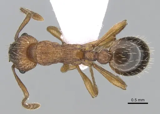 Myrmica spinosior - CASENT0281555