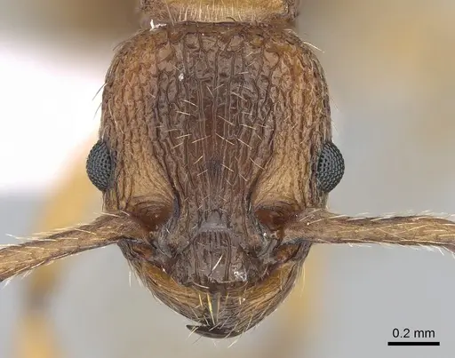 Myrmica spinosior - CASENT0281555