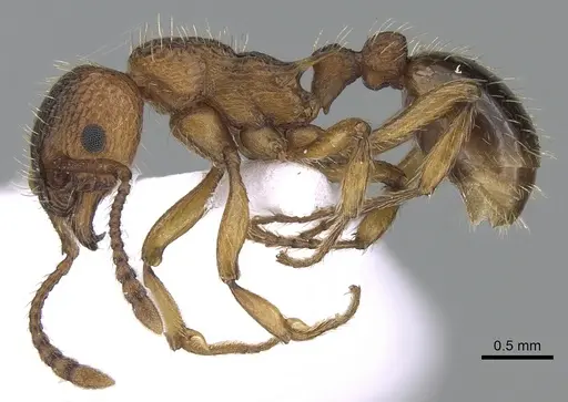 Myrmica spinosior - CASENT0281555