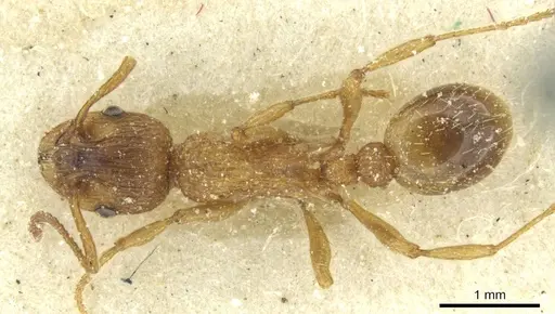 Myrmica spinosior - CASENT0913077