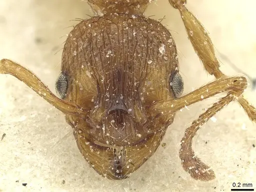 Myrmica spinosior - CASENT0913077