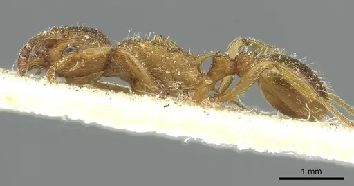 Myrmica spinosior - CASENT0913077