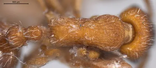 Myrmica stangeana specimen