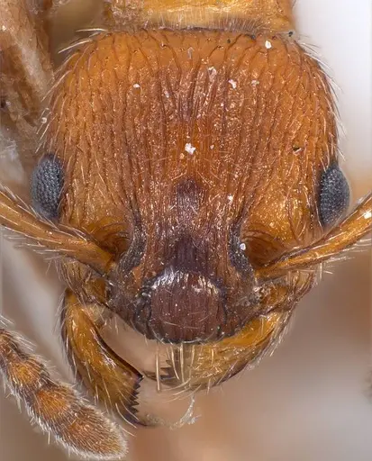Myrmica stangeana specimen