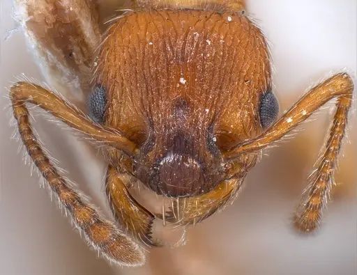 Myrmica stangeana specimen