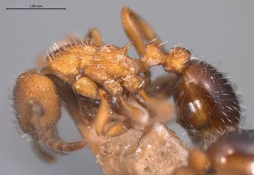 Myrmica stangeana - ANTWEB1008452