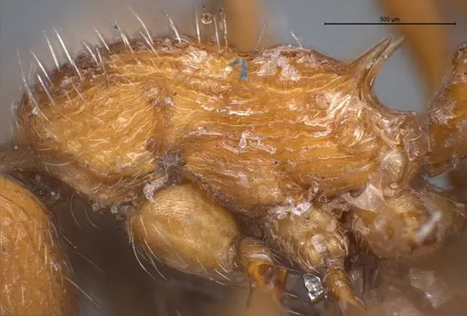Myrmica stangeana - ANTWEB1008452