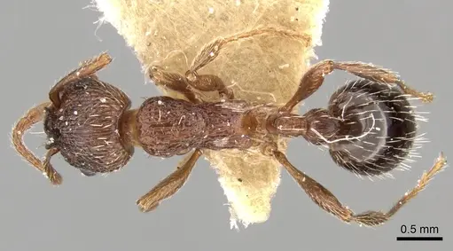 Myrmica stangeana - CASENT0280822