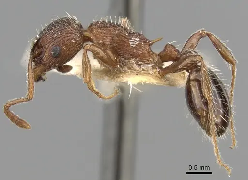 Myrmica stangeana - CASENT0280822