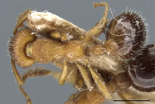 Myrmica stangeana - CASENT0904071