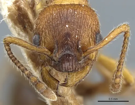 Myrmica stangeana - CASENT0904071