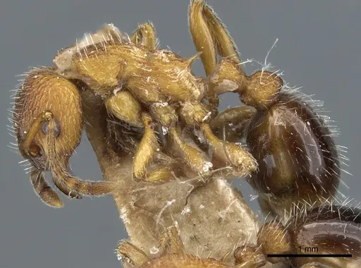 Myrmica stangeana - CASENT0904071