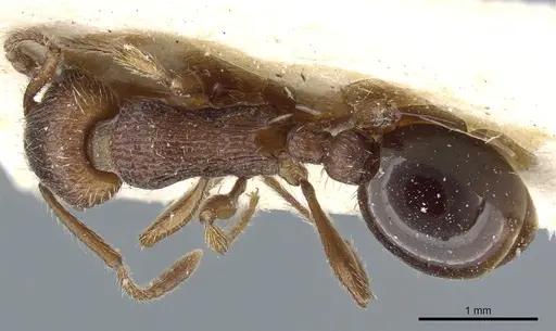 Myrmica stangeana - CASENT0904074