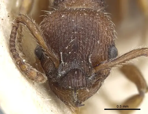 Myrmica stangeana - CASENT0904074