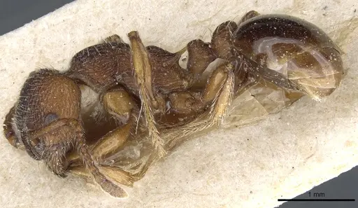 Myrmica stangeana - CASENT0904074