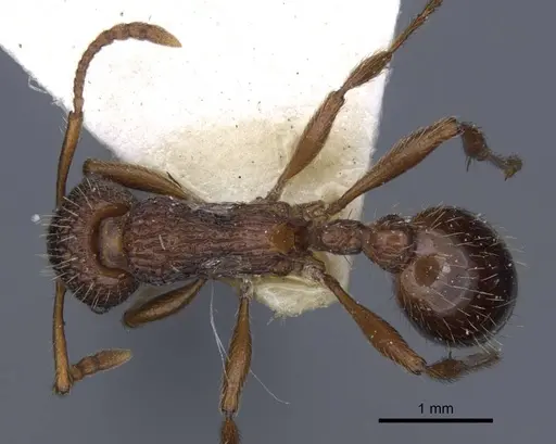 Myrmica stangeana - CASENT0916895