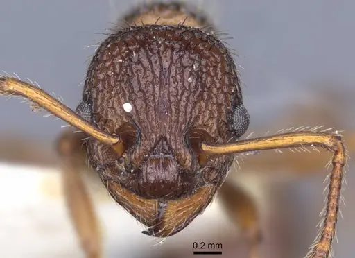 Myrmica stangeana - CASENT0916895