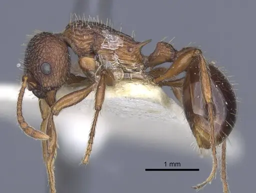 Myrmica stangeana - CASENT0916895