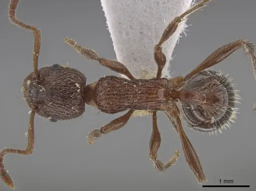Myrmica stangeana - CSU