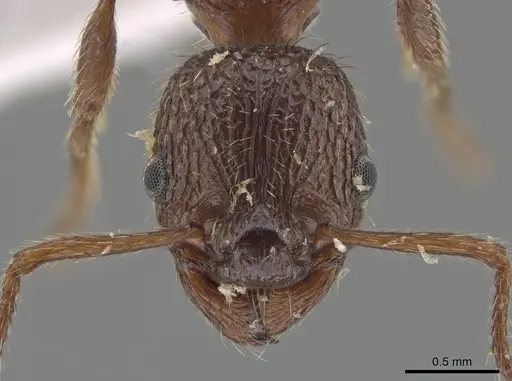 Myrmica stangeana - CSU