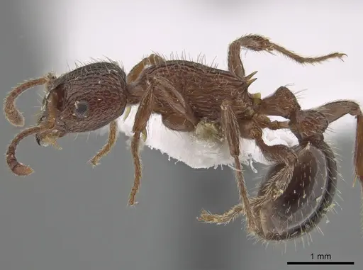Myrmica stangeana - CSU