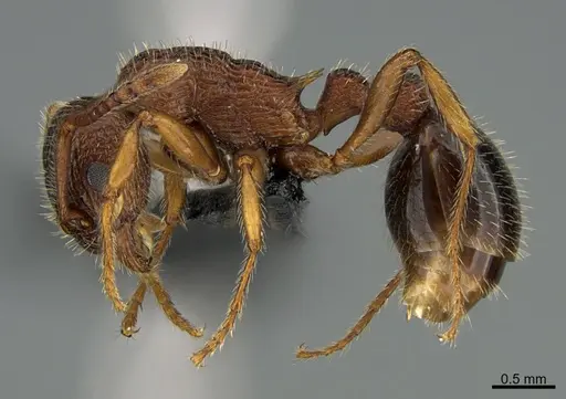 Myrmica striolagaster specimen
