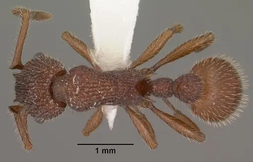 Myrmica striolagaster - CASENT0102857