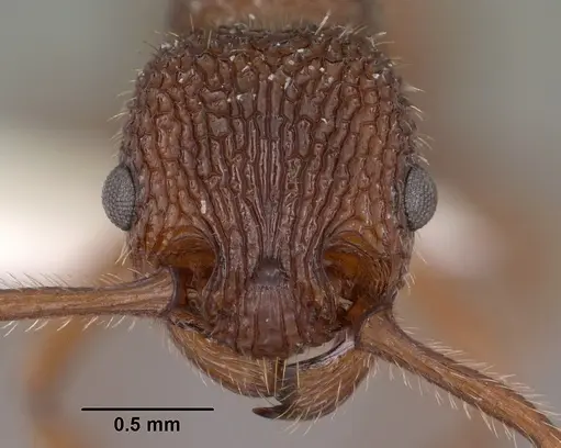 Myrmica striolagaster - CASENT0102857