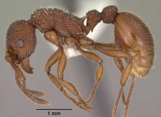 Myrmica striolagaster - CASENT0102857