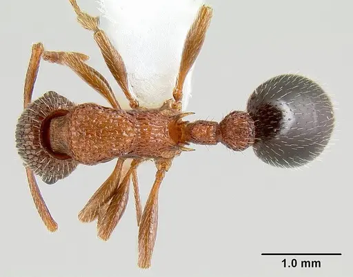 Myrmica striolagaster - CASENT0106036