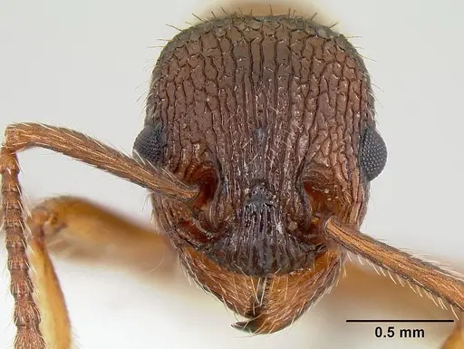 Myrmica striolagaster - CASENT0106036
