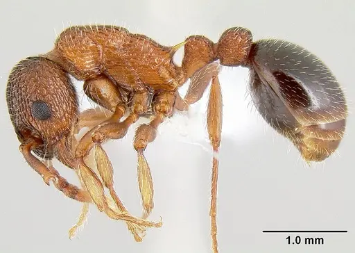 Myrmica striolagaster - CASENT0106036