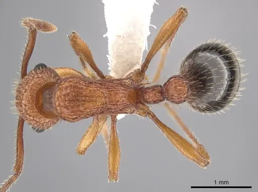 Myrmica striolagaster - CASENT0650336