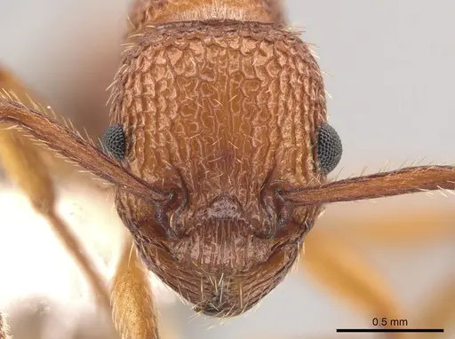 Myrmica striolagaster - CASENT0650336