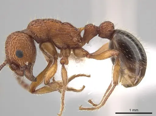 Myrmica striolagaster - CASENT0650336