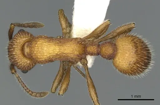 Myrmica striolagaster - CASENT0900348