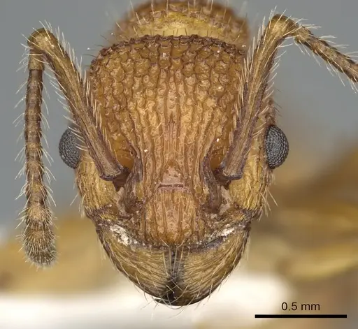 Myrmica striolagaster - CASENT0900348