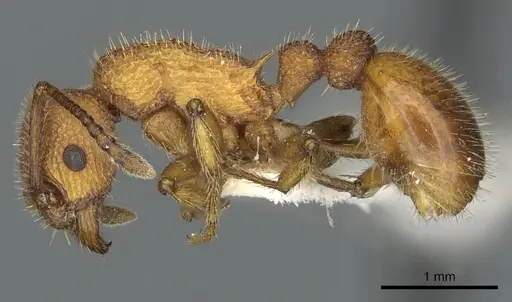 Myrmica striolagaster - CASENT0900348