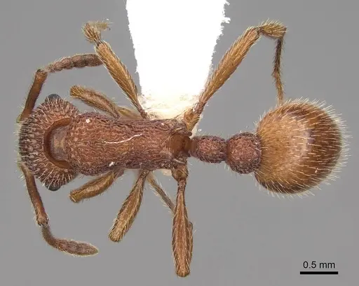 Myrmica striolagaster - CASENT0922763
