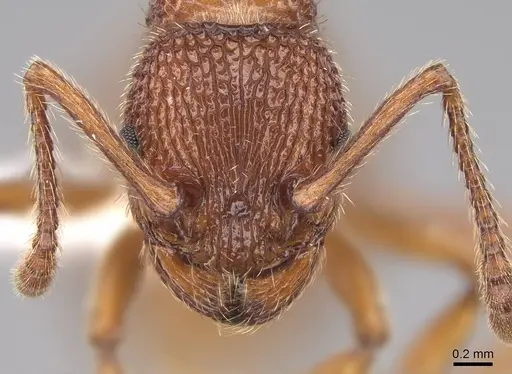 Myrmica striolagaster - CASENT0922763