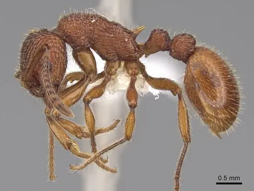 Myrmica striolagaster - CASENT0922763