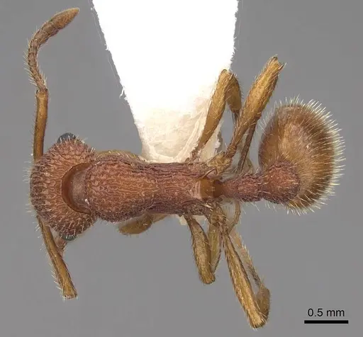 Myrmica striolagaster - CASENT0922764