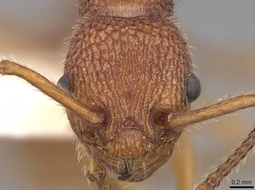 Myrmica striolagaster - CASENT0922764