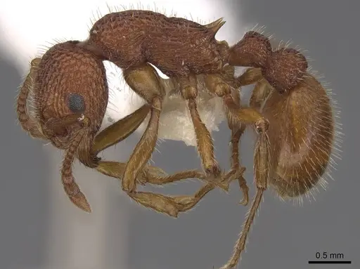 Myrmica striolagaster - CASENT0922764
