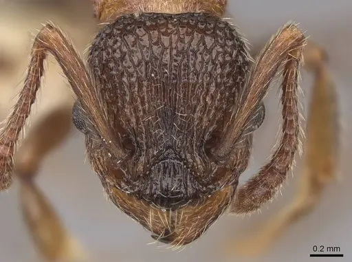 Myrmica striolagaster - CASENT0922765